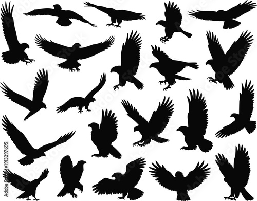 Eagle silhouette collection set, flying raptor bird poses isolated, black wildlife shapes, modern flat vector illustration pack design