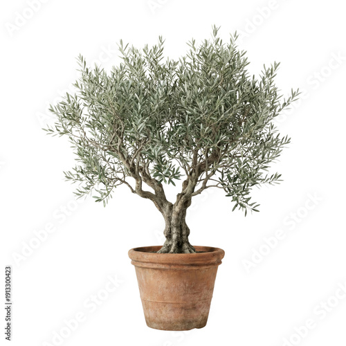 Billede på lærred Olive tree in terracotta pot isolated on transparent background