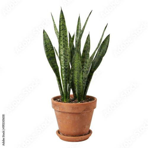 Wallpaper Mural Sansevieria snake plant in terracotta pot isolated Torontodigital.ca
