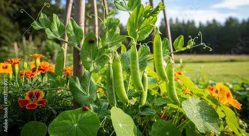 Fresh green pea pods growing on a vine in a sunny garden surrounded by colorful flowers.