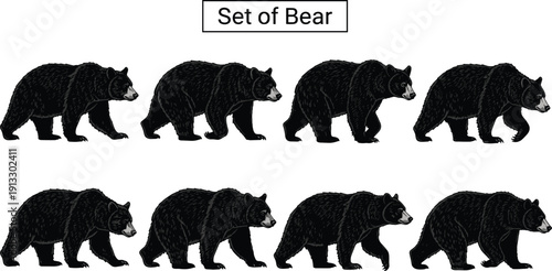 Bear silhouettes collection, walking black bear poses, wildlife animal illustration set, vintage engraving style, isolated nature predator design