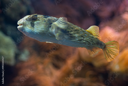 Fotografie Langstacheligelfisch