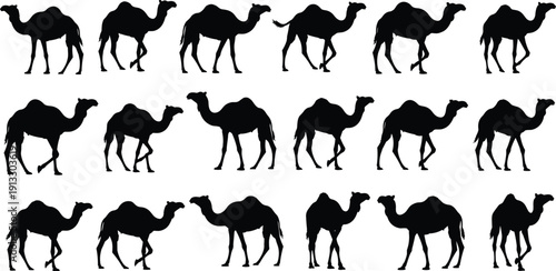 Camel silhouettes collection, desert animal poses set, dromedary wildlife illustration, walking camel shapes, isolated vector design pack