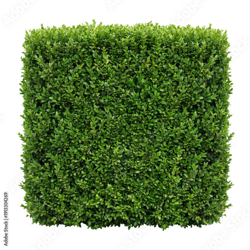 Tableau sur toile Square green boxwood hedge isolated on transparent background