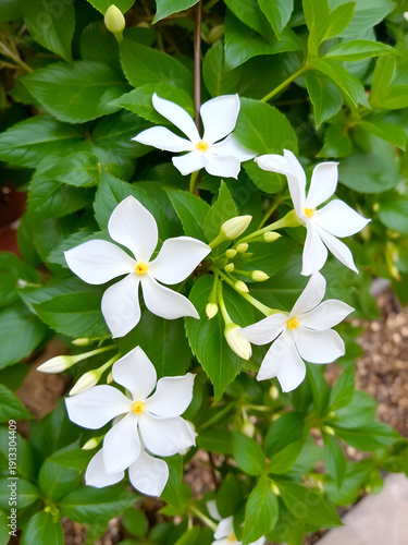 Solanum jasminoides