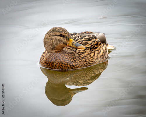 Mallard or wild duck Anas platyrhynchos female in a local lake. Beautiful waterfowl. Close-up