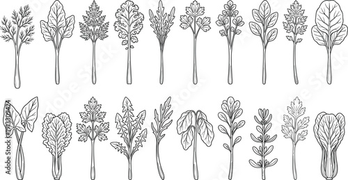 Black outline vector icon set featuring assorted leafy greens, fresh garden herbs, salad leaves, and botanical foliage for healthy cooking.