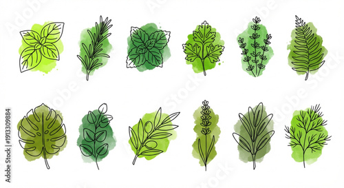 Diverse Collection of Hand-Drawn Botanical Illustrations Green Leaves and Herbs with Watercolor Splashes, perfect for Natural Design Elements