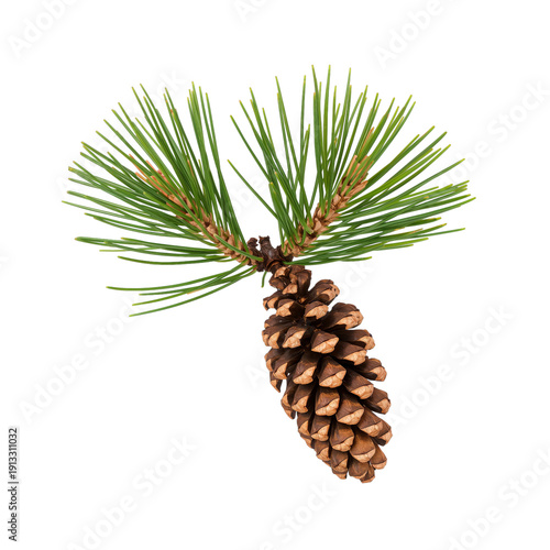 Pine Cone and Pine Branch on a White Background With Green Needles in Focus