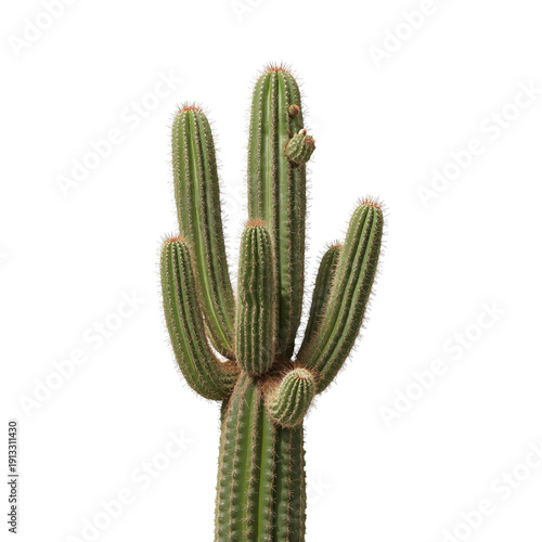Tall Cactus Standing Alone With Green Arms Reaching Upward in Bright Light