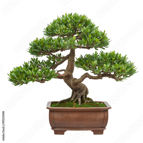Bonsai Tree in a Brown Pot on a Wooden Table in an Indoor Setting During Dayl...