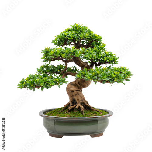 Bonsai Tree With Green Leaves in a Pot Placed on a Simple Surface in a Well-L...