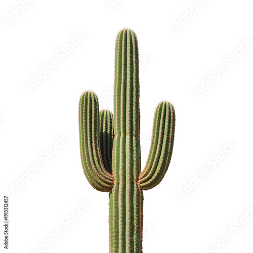 Cactus Growing Tall Under Bright Sunlight in a Dry Desert Environment