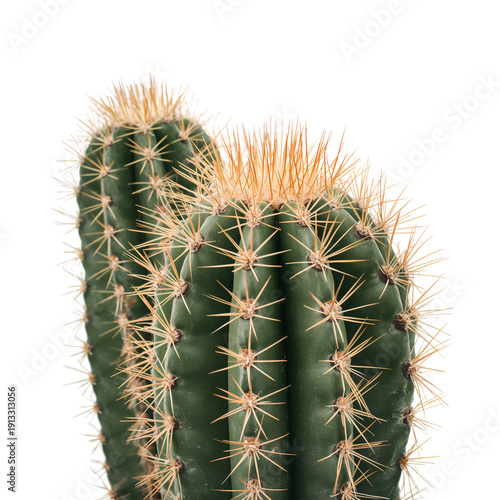 Cactus With Sharp Spikes Growing in a Bright Background at an Indoor Space