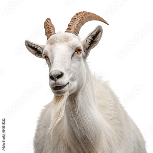 Goat Standing on White Background With Visible Details and Features During Da...