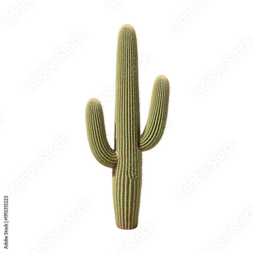 Cactus Growing Tall Under Bright Sunlight in a Dry Desert Environment