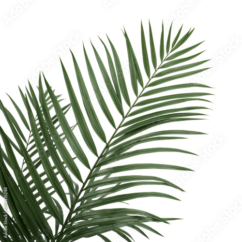 Green Fern Leaves Against a White Background During Daylight Hours in a Natur...