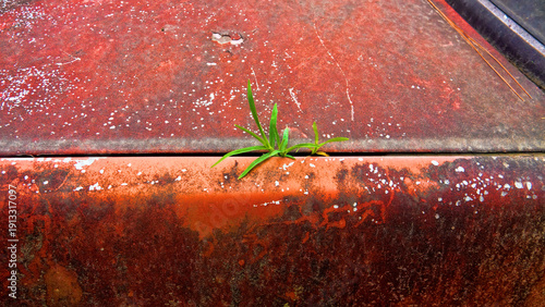 A passenger car is forgotten in the rainforest, rusting and overgrown with climbing bloom plants. Nature takes its toll back