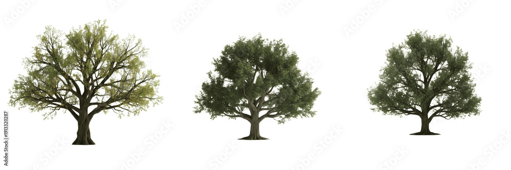 Obraz premium Oak tree isolated on white background, standing on white floor – Quercus spp., temperate oak, English oak, red oak, white oak, hardwood tree, ornamental oak, garden oak, oak leaves, oak forest tree ph