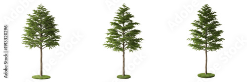 Tableau sur toile Cedar tree isolated on white background, standing on white floor – Cedrus spp