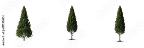 Tableau sur toile Cypress tree isolated on white background, standing on white floor – Cupressus spp