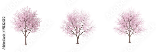 Panel kuchenny z motywem Cherry blossom tree isolated on white background, standing on white floor – Prunus serrulata, Sakura (桜), Japanese cherry, ornamental flowering tree, spring blossom, garden cherry tree, ornamental