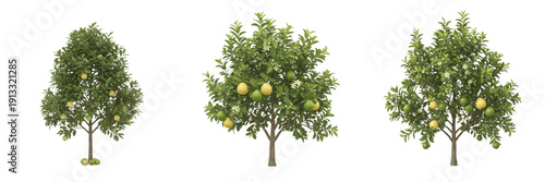Valokuva Guava tree isolated on white background, standing on white floor – Psidium guaja