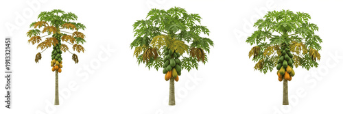 Obraz na płótnie Papaya tree isolated on white background, standing on white floor – Carica papay