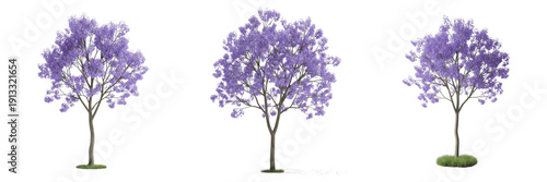 Jacaranda tree isolated on white background, standing on white floor – Jacaranda mimosifolia, tropical jacaranda, flowering jacaranda, ornamental jacaranda, garden jacaranda, jacaranda leaves, jacaran