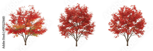 Foto Japanese maple tree isolated on white background, standing on white floor – Acer