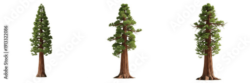 Quadro em tela Redwood tree isolated on white background, standing on white floor – Sequoia sem