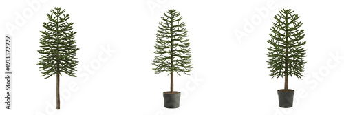 Photography Monkey puzzle tree isolated on white background, standing on white floor – Arauc