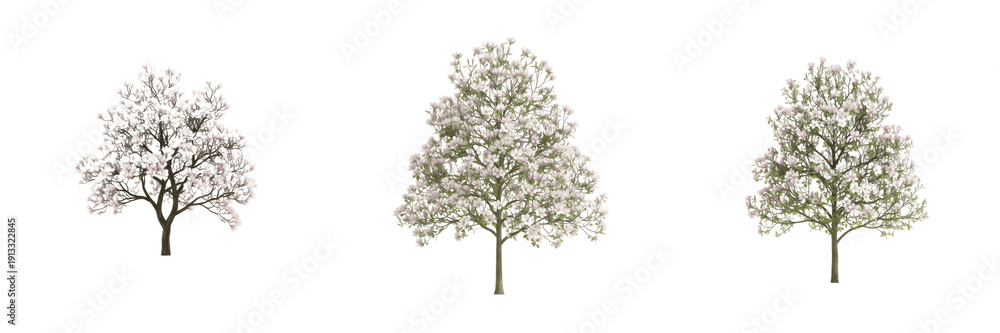 Obraz premium Magnolia tree isolated on white background, standing on white floor – Magnolia spp., flowering magnolia, ornamental magnolia, temperate tree, magnolia leaves, magnolia trunk, garden magnolia, magnolia