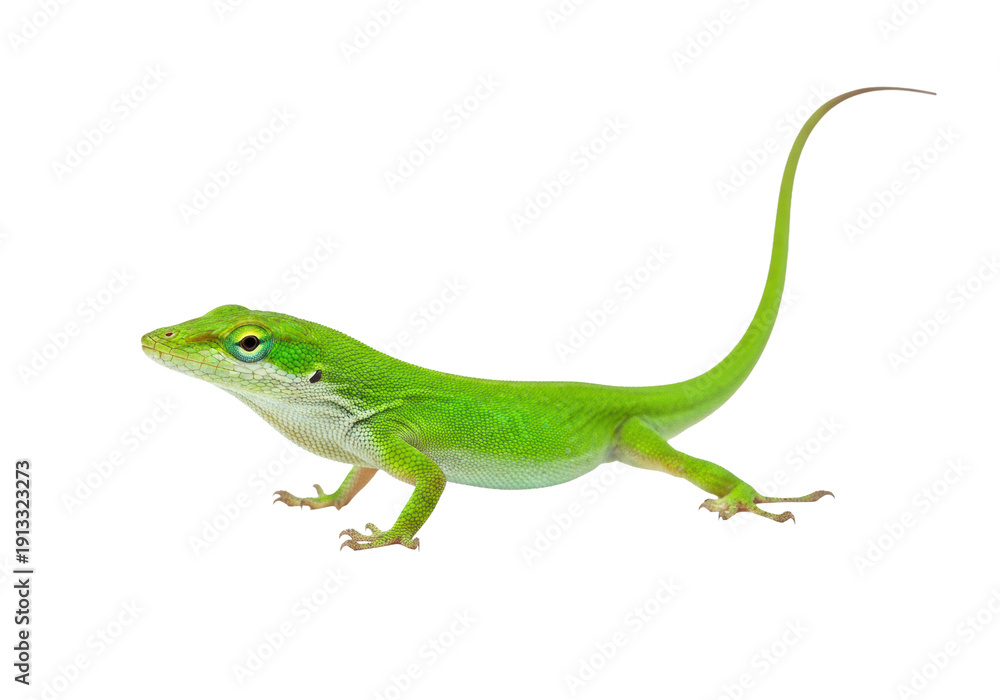Fototapeta premium a vibrant, bright green anole lizard, captured in 3/4 view mid-movement, showcasing detailed scales on a transparent background with copy space, appreciation for natural wildlife