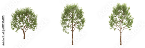 Cinnamon tree isolated on white background, standing on white floor – Cinnamomum verum, tropical cinnamon, spice tree, ornamental cinnamon, evergreen tree, cinnamon leaves, cinnamon trunk, cinnamon