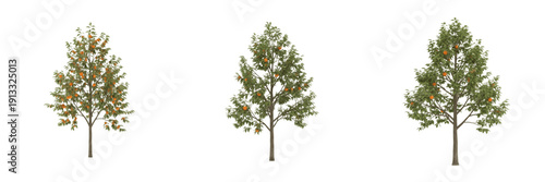 Tableau sur toile Persimmon tree isolated on white background, standing on white floor – Diospyros spp