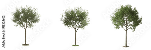 Tableau sur toile Mesquite tree isolated on white background, standing on white floor – Prosopis spp