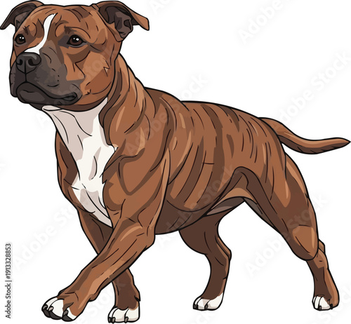Staffordshire Bull Terrier Dog walking relaxed movement