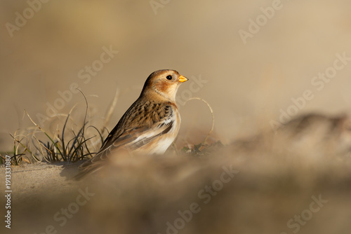 Snow bunting in a winter sunrise