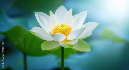 Close-up photo of delicate white water lily flower. Beautiful blossom with yellow center. Floral image against soft green blue background. Nature and serenity themes.