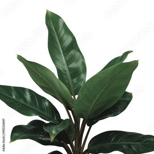 Indoor Plant in Simple Pot Shows Bright Green Leaves in a Clear Setting
