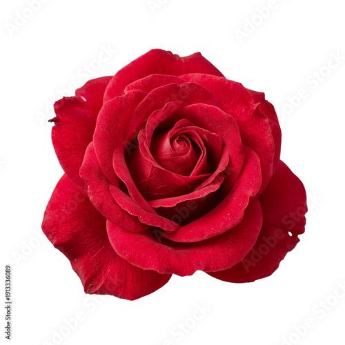 Red Rose With Layers and Petals in Full Bloom on a Plain Background