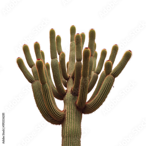 Desert Cactus Stands Tall With Numerous Arms Reaching Upward in Bright Light