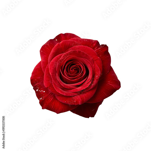 A Red Rose Sits Alone on a Simple Background