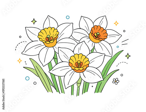 Daffodil Botanical Illustration. Daffodil flowers close up for botanical editorial. Several daffodil heads are shown from a near perspective, emphasizing petal