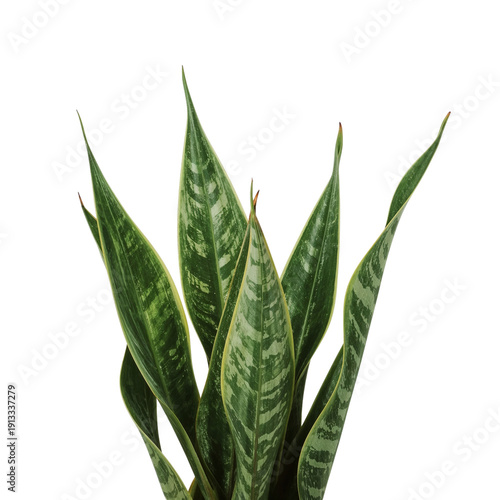 Green Indoor Plant in a White Pot Placed on a Neutral Backdrop in a Well-Lit ...