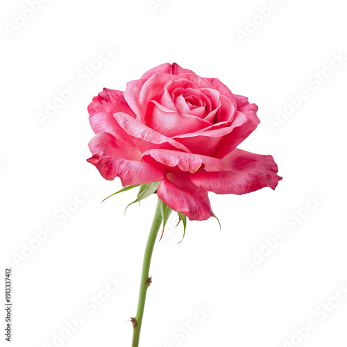 Pink Rose Stands on a Green Stem With Leaves Against a Plain Background