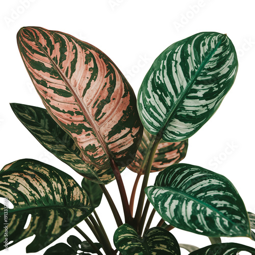 Indoor Plant With Large Green Leaves in Decorative Pot on Display at Home