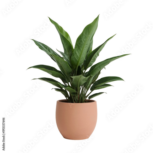 Indoor Plant in Simple Pot Shows Bright Green Leaves in a Clear Setting