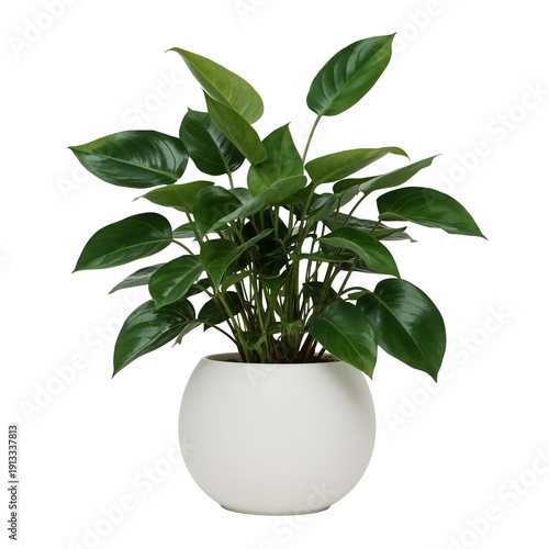 Indoor Plant in a Simple White Pot on Display